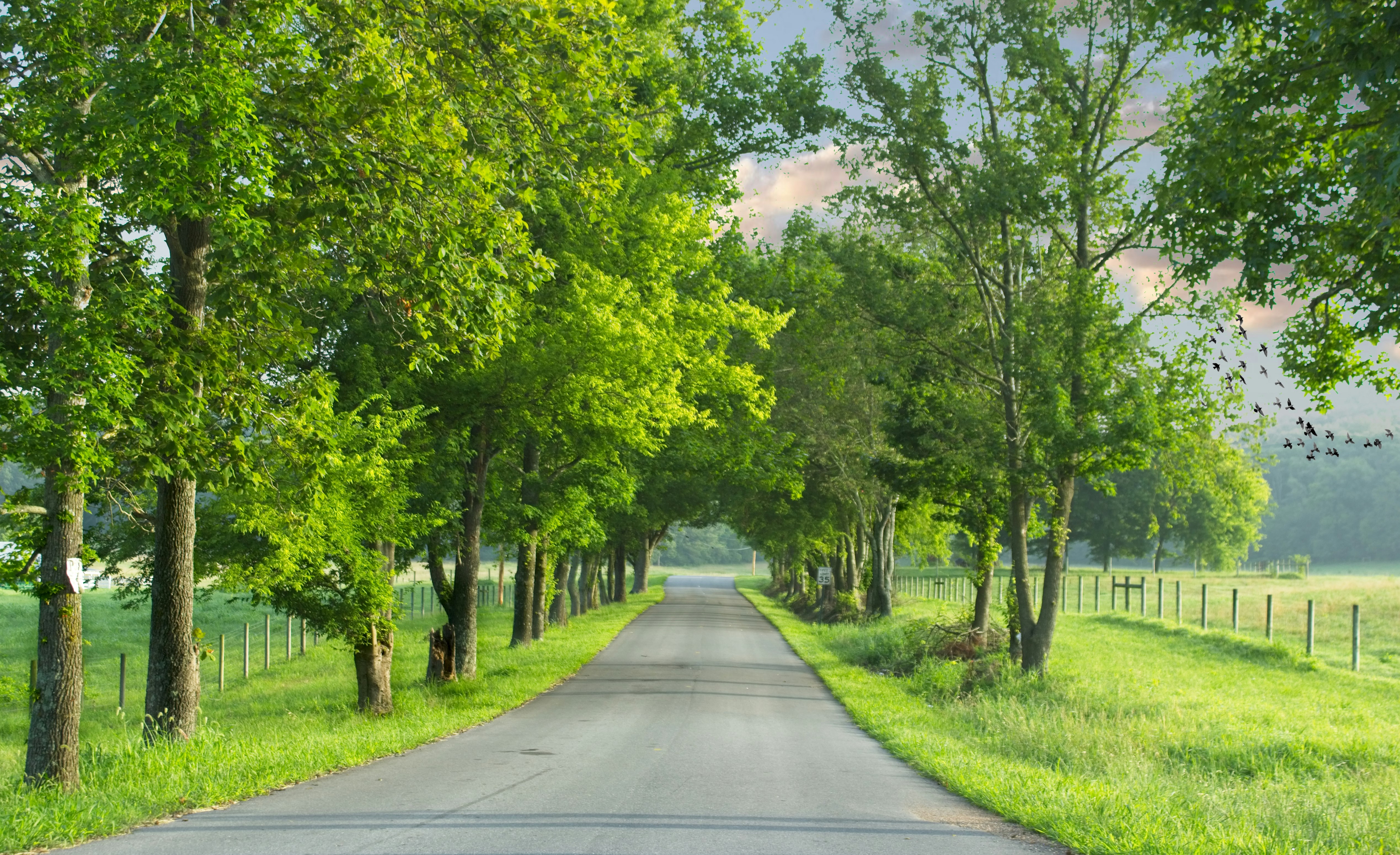 gray concrete road between green trees during daytime